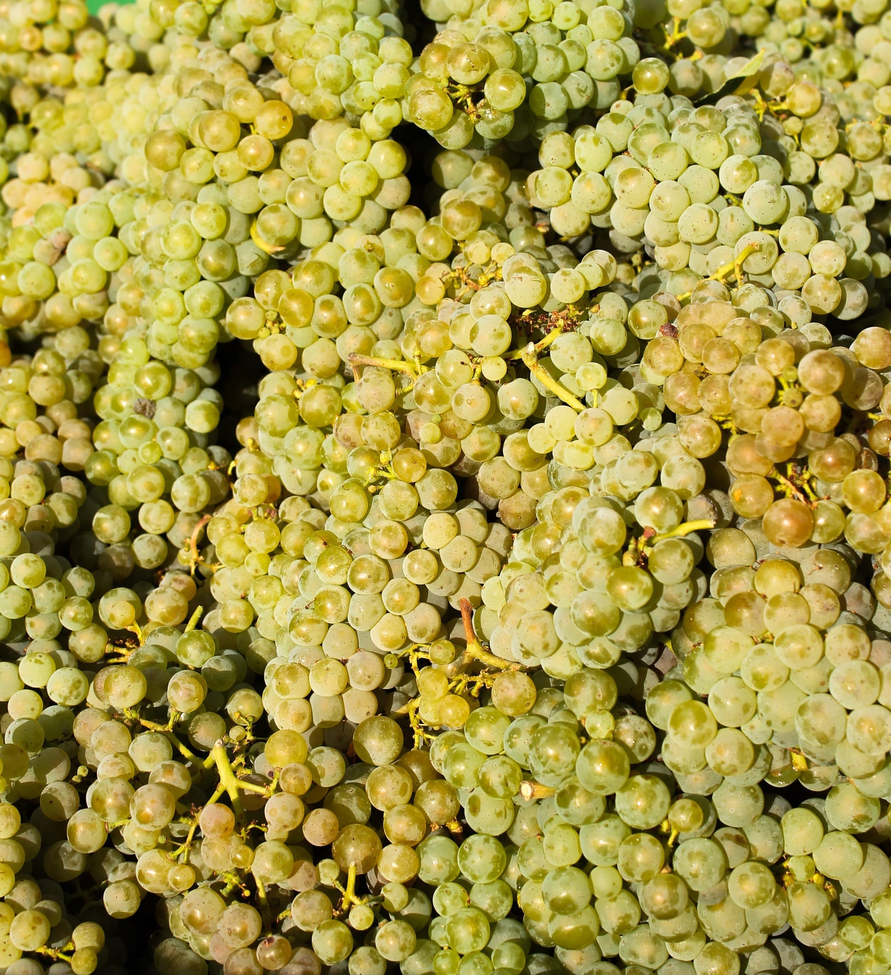 Riesling