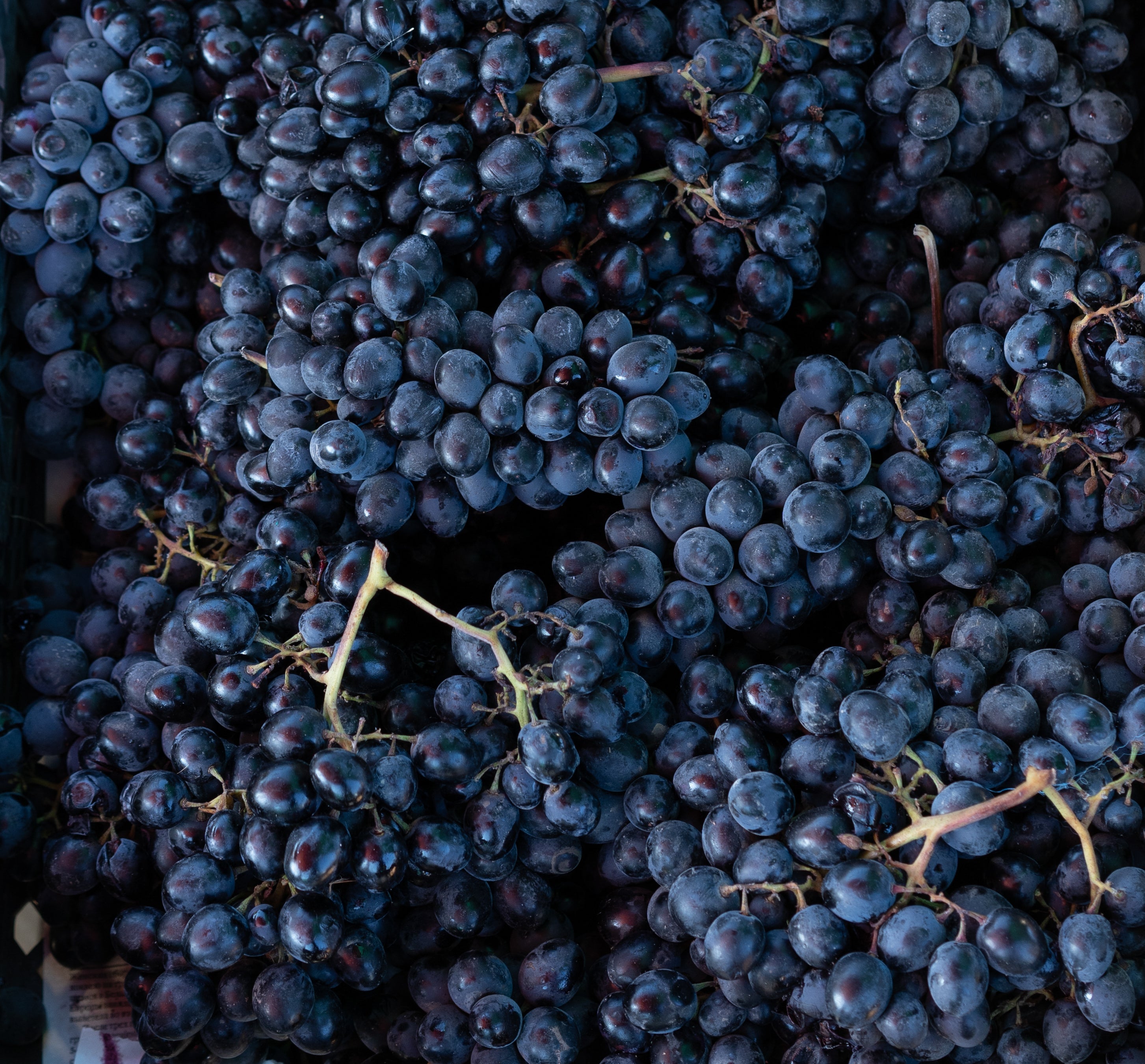 Rotwein